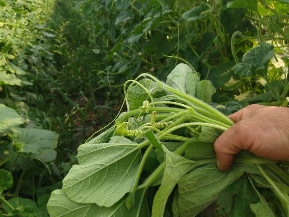 Pasta con i&nbsp;tenerumi