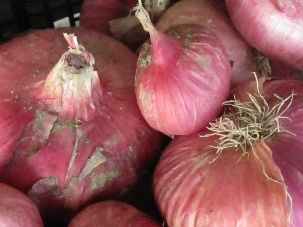 La cipolla rossa di&nbsp;Zerli