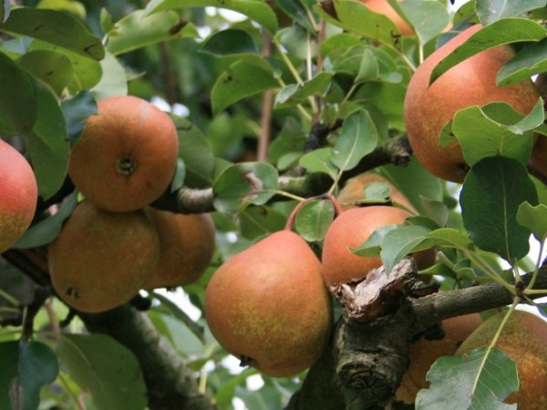 La Pera Madernassa da pianta storica, una bella&nbsp;storia