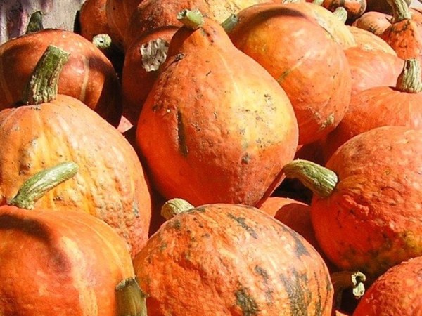 Biscottini di zucca al limone&nbsp;🍪