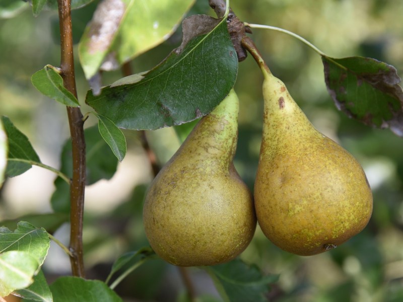 MUFFIN PERA E&nbsp;CIOCCOLATO