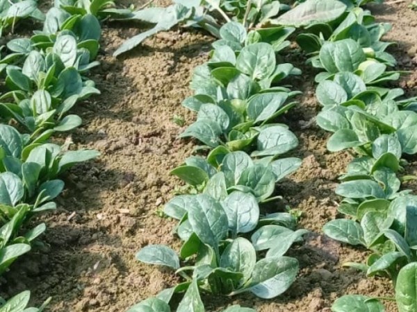 Piadina con spinacini e formaggio fresco&nbsp;🫓