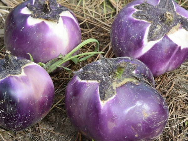Parmigiana di melanzane, zucchine trombetta e toma del&nbsp;Marsèl