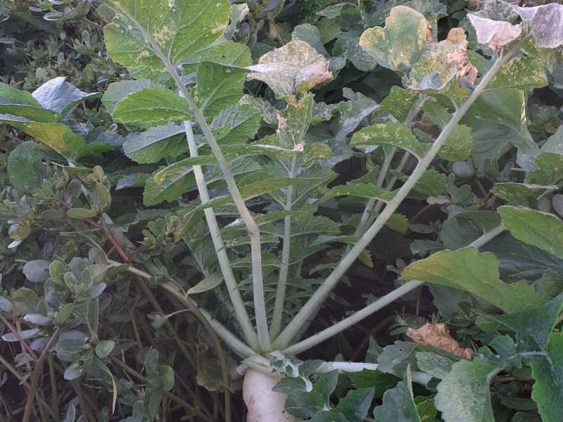 La radice di daikon e le&nbsp;rape