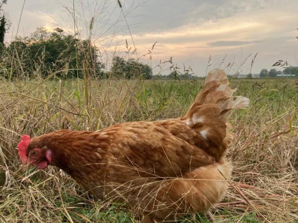 Le galline e la luce del giorno