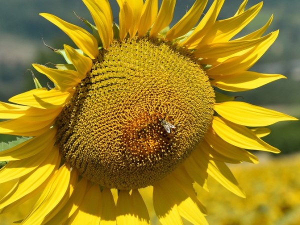 Il girasole, bella novità. Ma le mele…