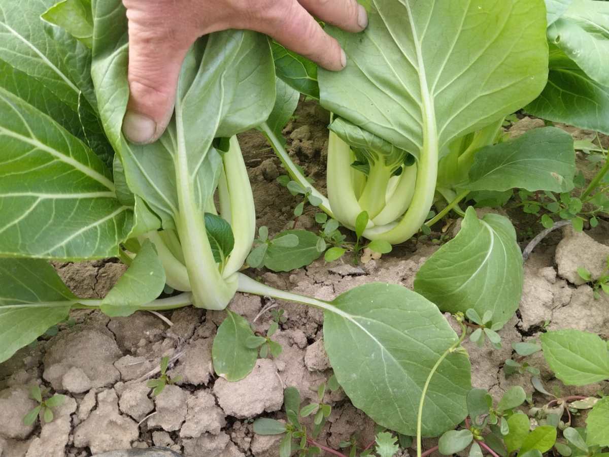 Il Pak choi 