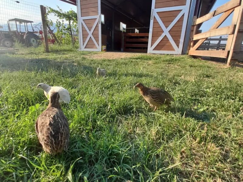 Il compito di raccontare