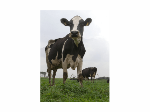 Il formaggio Ten&nbsp;dür