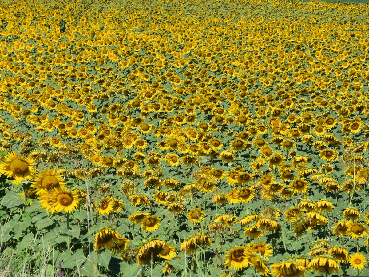 Vorrei fare una stradina in mezzo ai girasoli