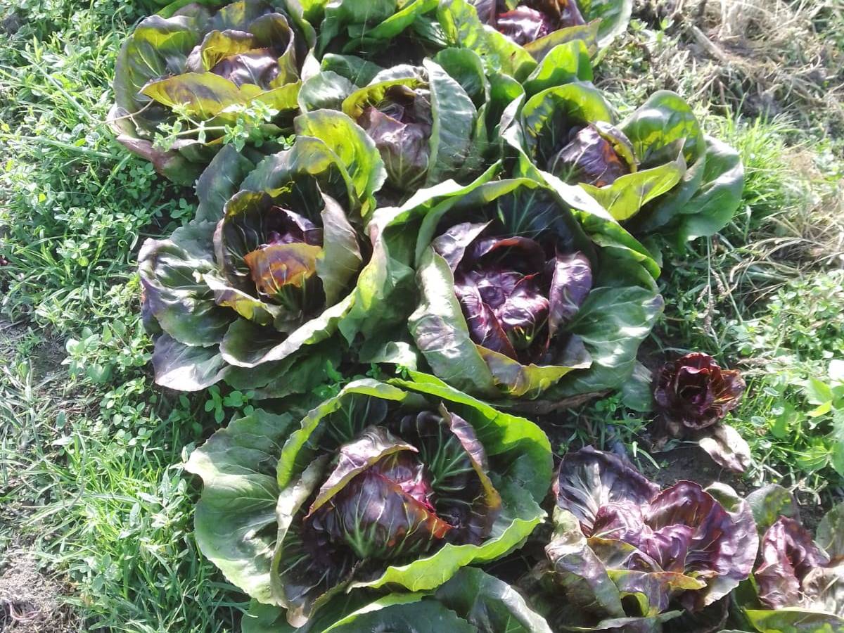 Tipicamente italiano: iI radicchio