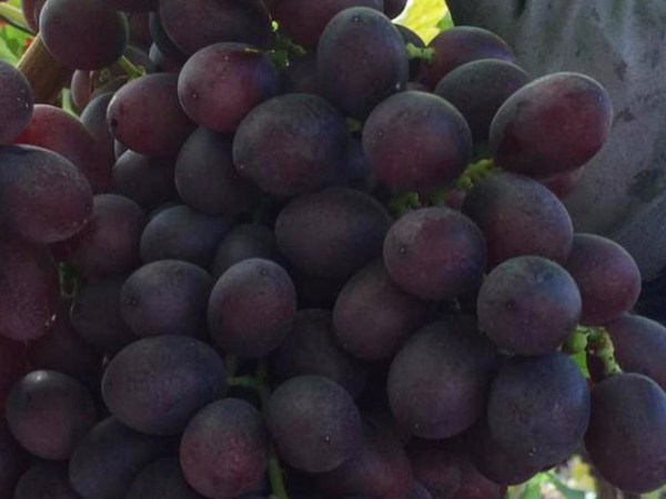 Piccole lesioni degli&nbsp;acini