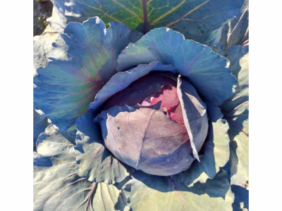 Robot in agricoltura?