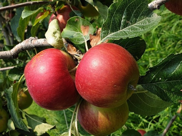 Mele essiccate per&nbsp;merenda