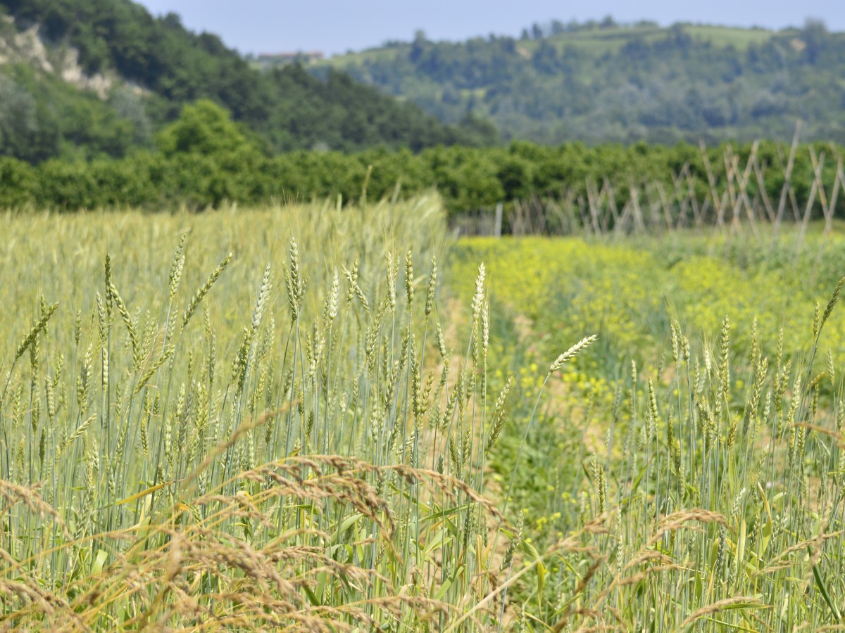 Il panettone di grani&nbsp;antichi