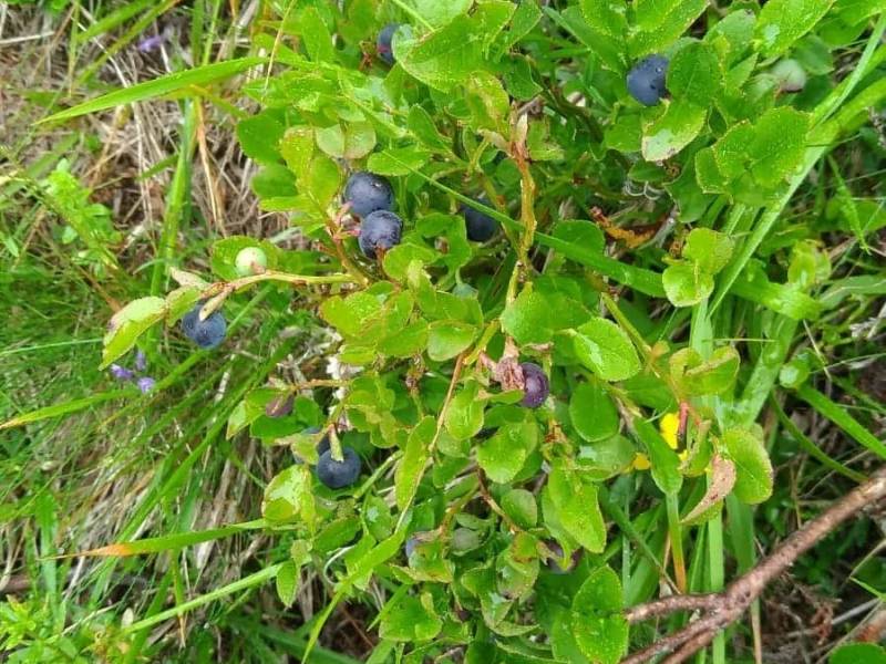 Il mirtillo selvatico viene nel prato dove pascolano le mucche 