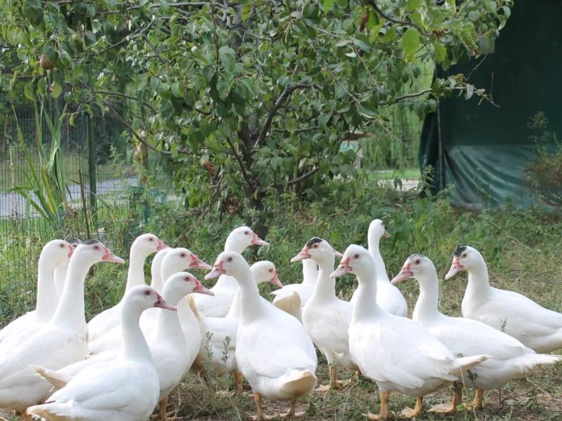 Con un quintale di grano vivevano un&nbsp;mese