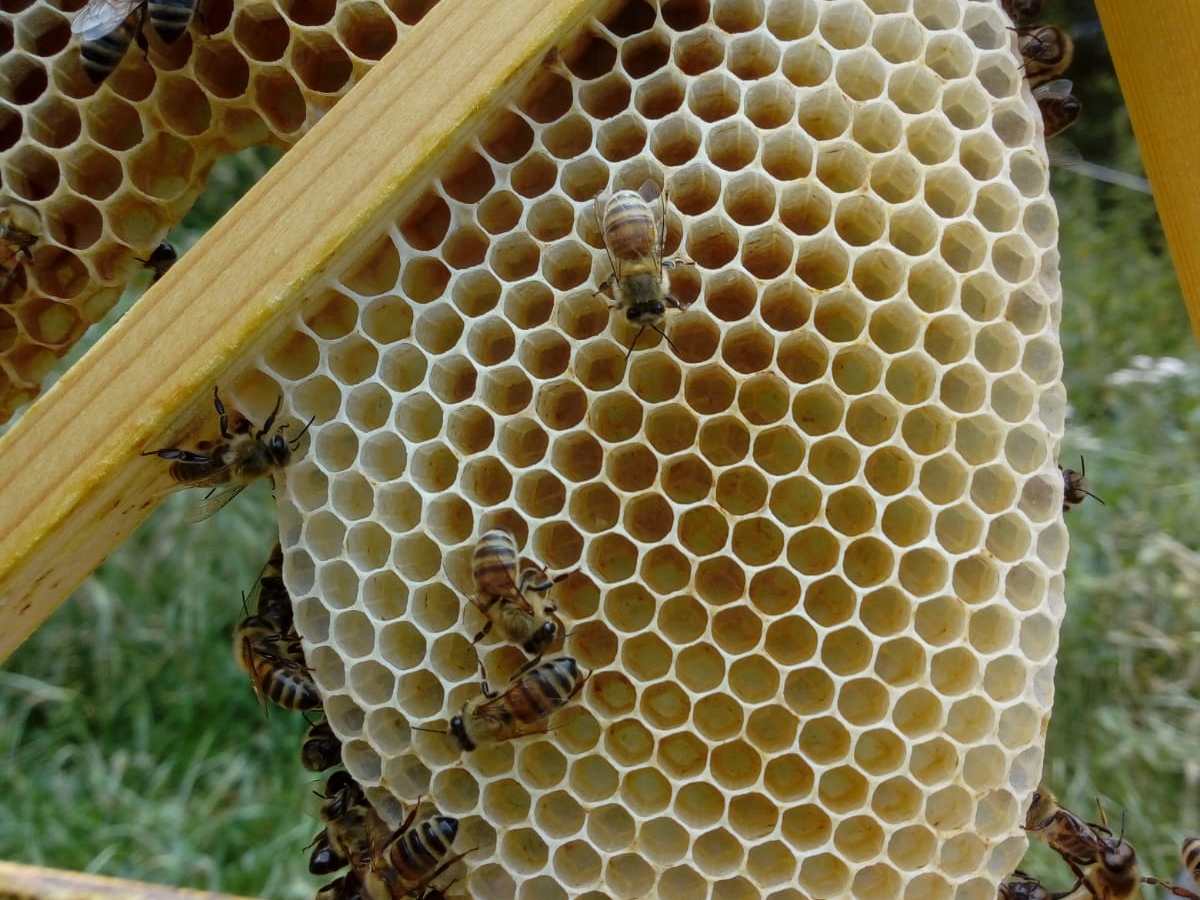 I favi sono parte del&nbsp;superorganismo