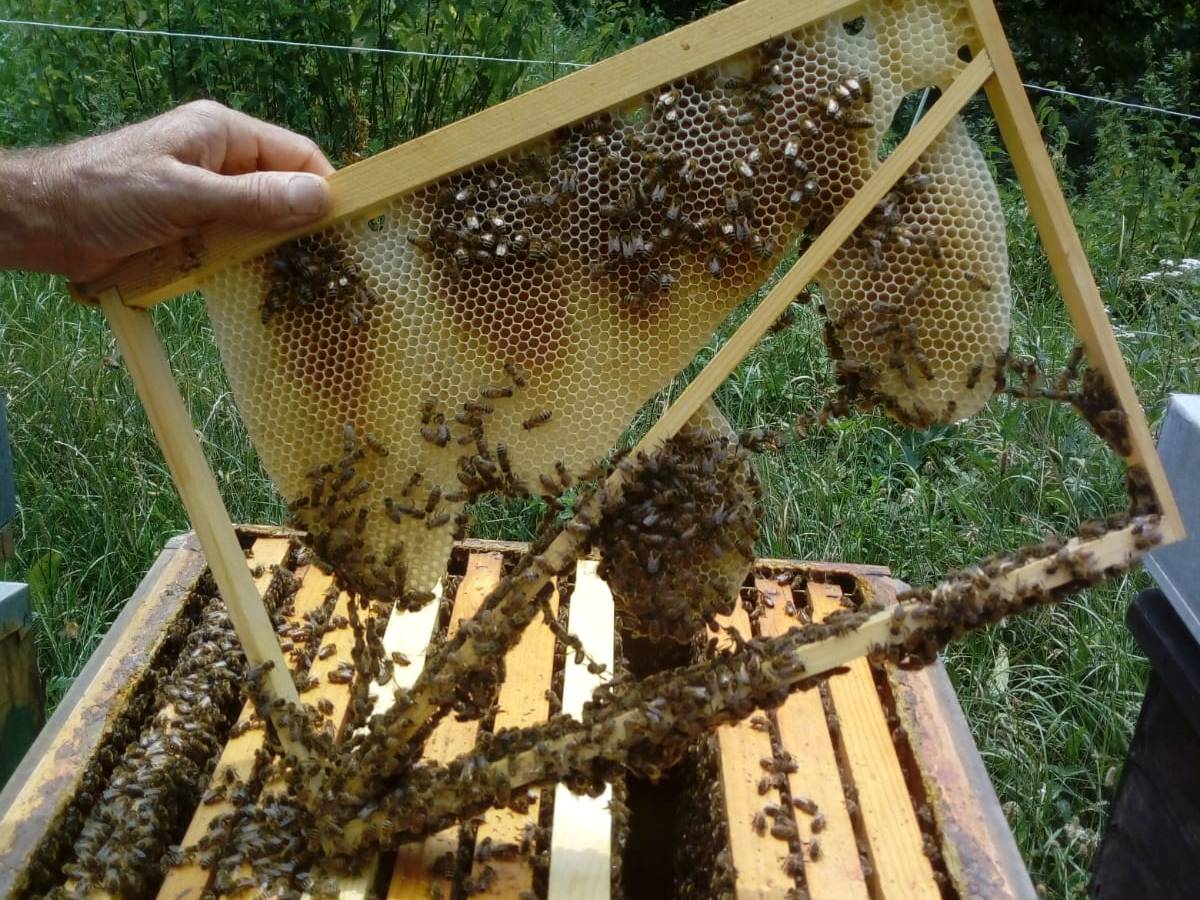 Costruiscono il loro favo&nbsp;naturalmente