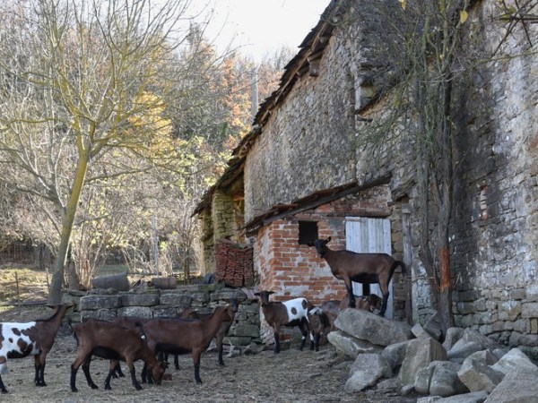 Ce ne sono di furbetti che vogliono prendere il latte da altre&nbsp;mamme