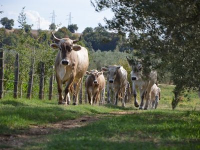 Il benessere degli animali è&nbsp;fondamentale