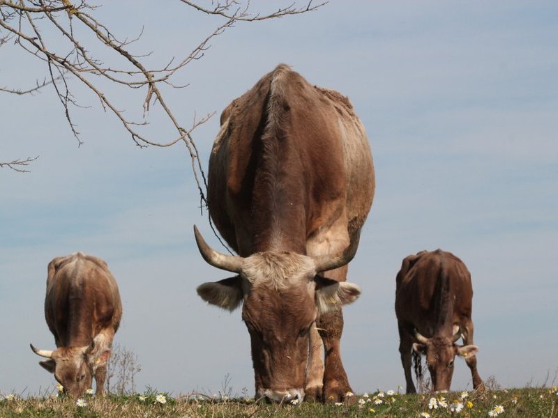 L’agroecosistema è alla base dell’agricoltura