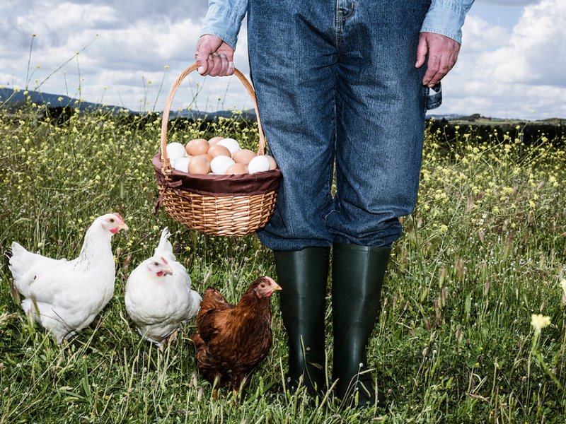 Le galline sono&nbsp;abitudinarie