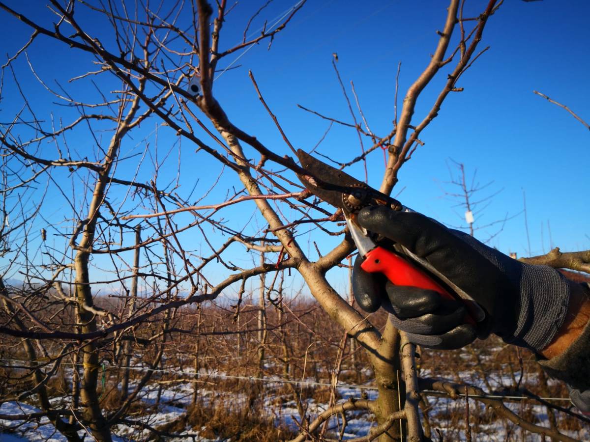 La potatura dei&nbsp;meli