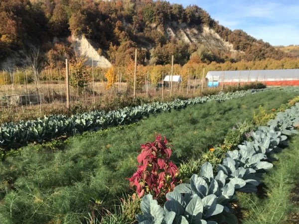L’Organismo agricolo