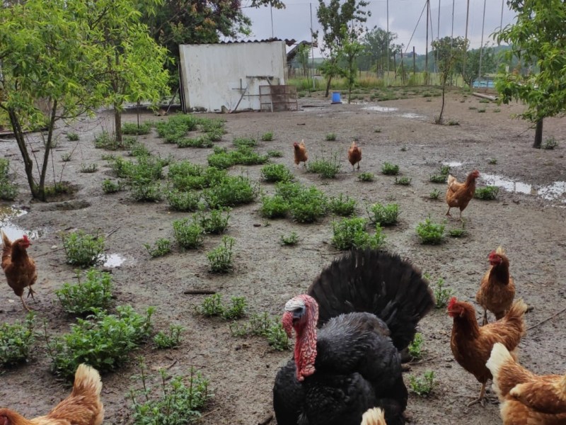 Non tutti i polli sono&nbsp;uguali
