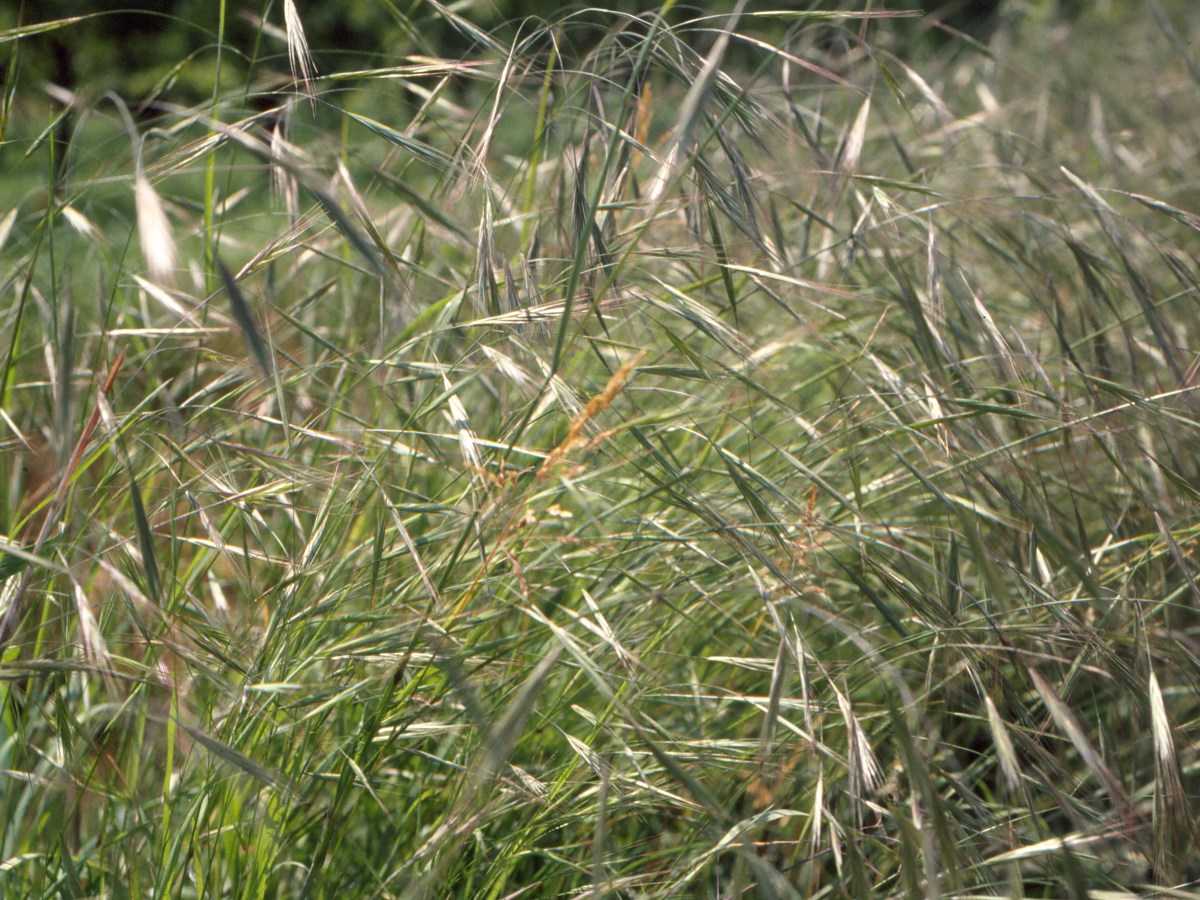 L’avena, espressione magica del&nbsp;femminile