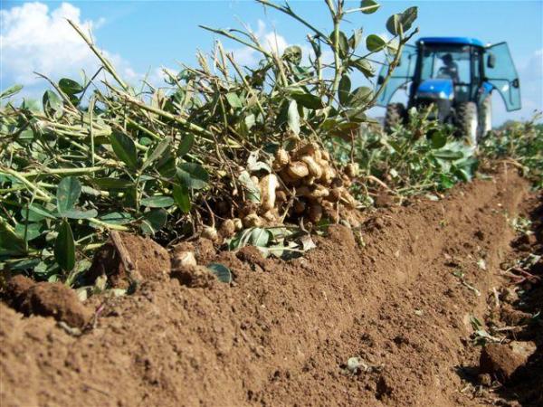 L’arachide e il sapore del&nbsp;territorio