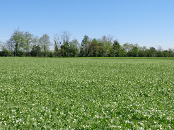 Vellutata di piselli