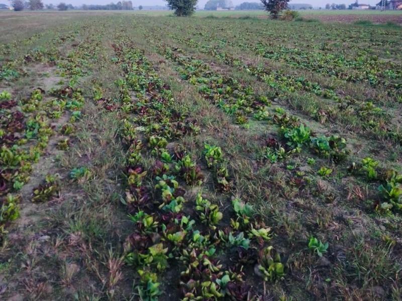 Una vera consociazione