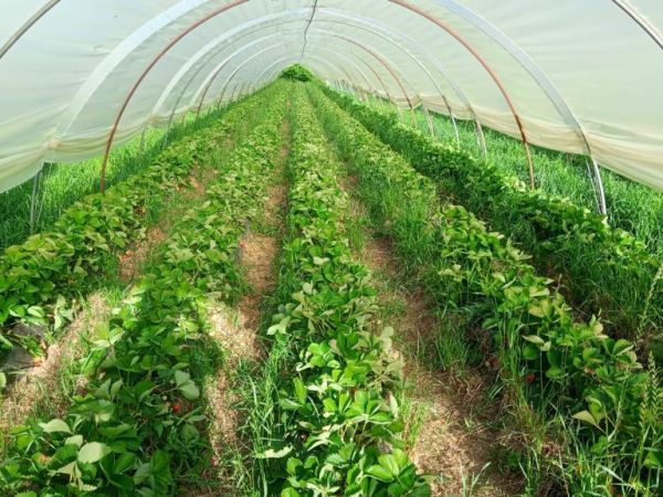 Togli l’erba poi ricresce, la ritogli poi&nbsp;ricresce