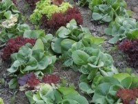 Nell’orto è una grande&nbsp;soddisfazione