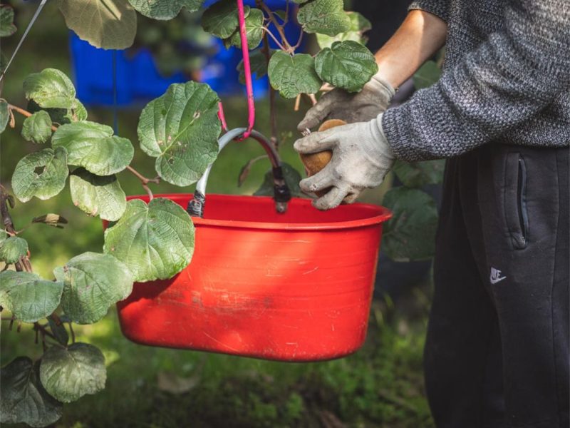 Spirali di frutta senza&nbsp;zucchero