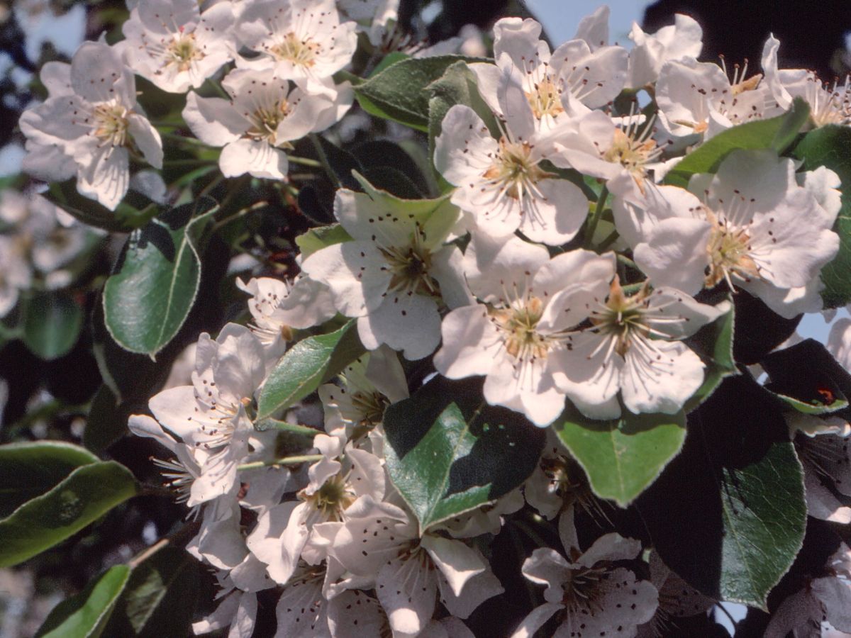 La fioritura dei peri&nbsp;Madernassa