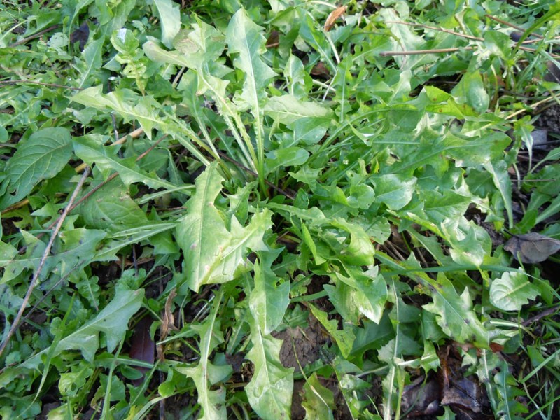 Cipollotti ed erbe&nbsp;spontanee