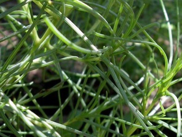 Agretti, barba di frate,&nbsp;roscano…