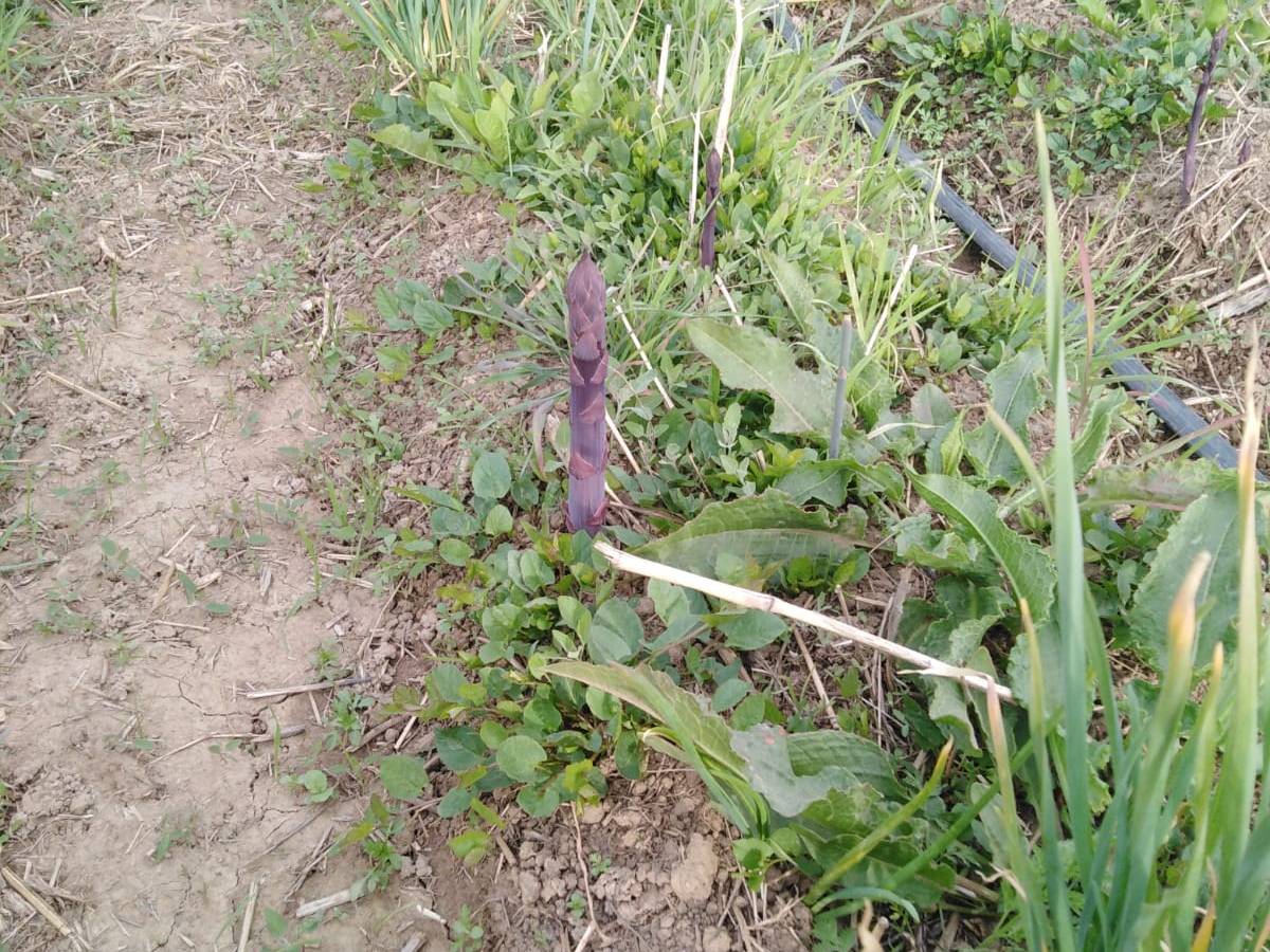 Asparagi: per la prima volta li sto&nbsp;irrigando!
