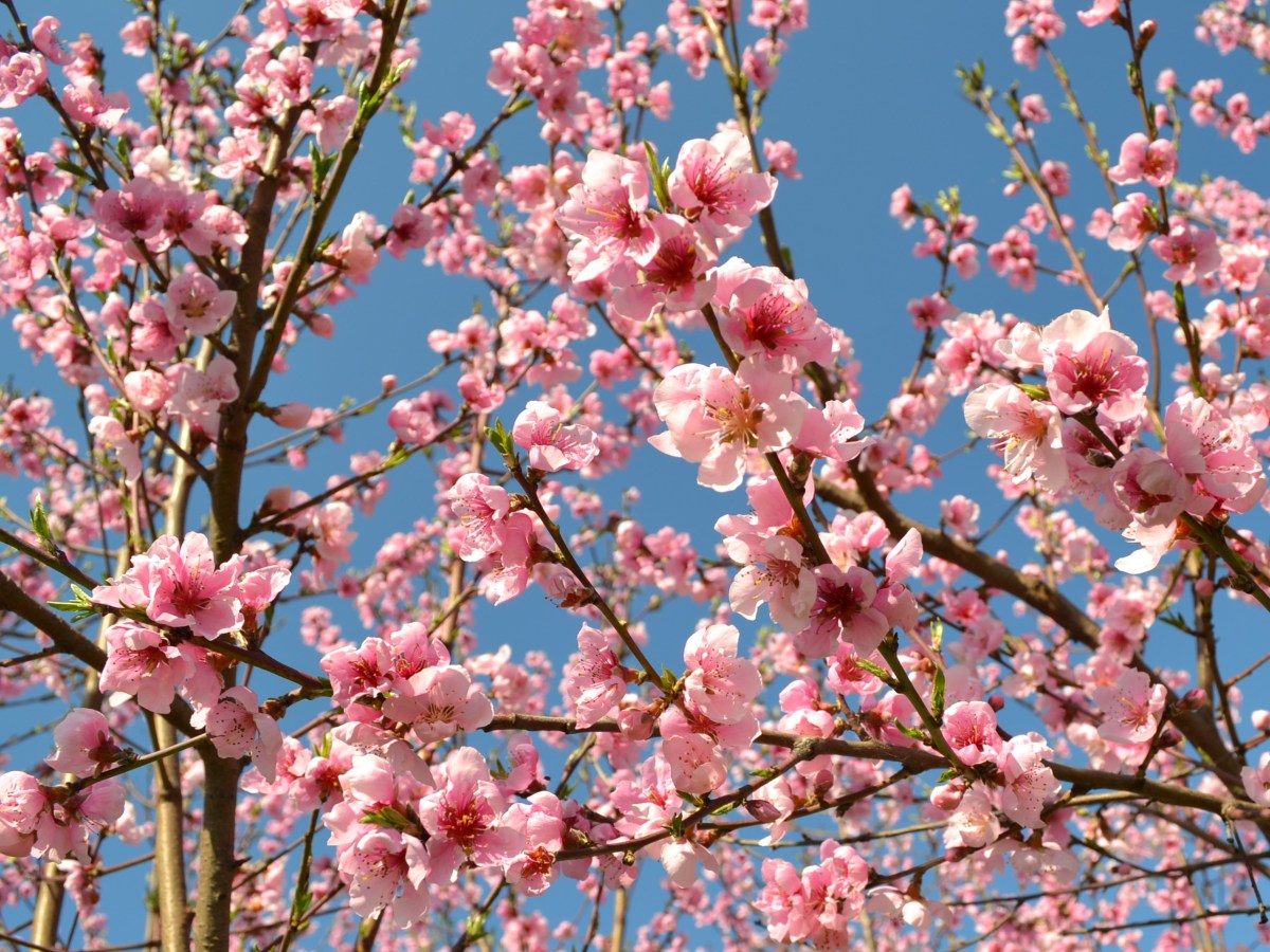 Biodiversità per il&nbsp;futuro