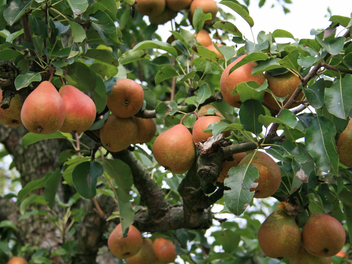 Succo di pere Madernassa senza&nbsp;zucchero
