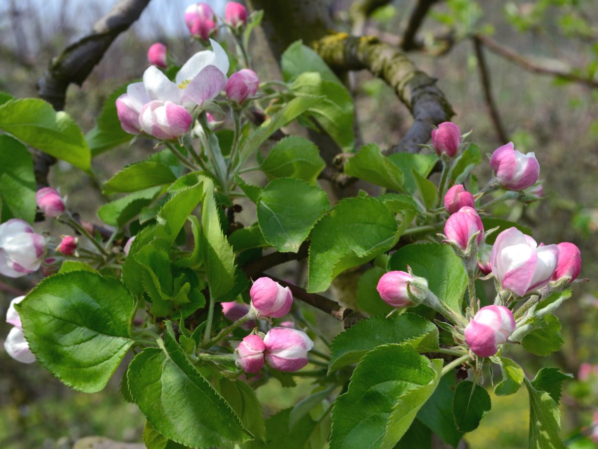 La salute è una&nbsp;virtù