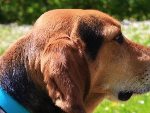 Quale pappa per&nbsp;Fido