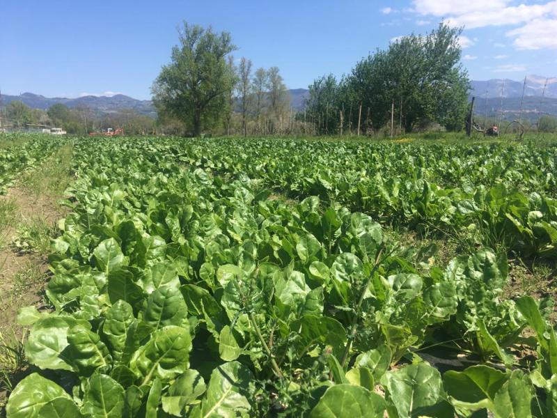 Agricoltura autosostenibile