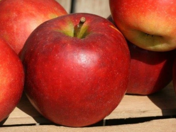 Estratti di frutta e verdura: un super concentrato di vitamine e sali&nbsp;minerali
