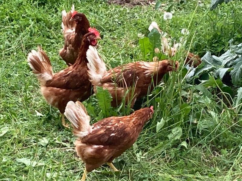 Senza erba le galline si annoiano un&nbsp;po’