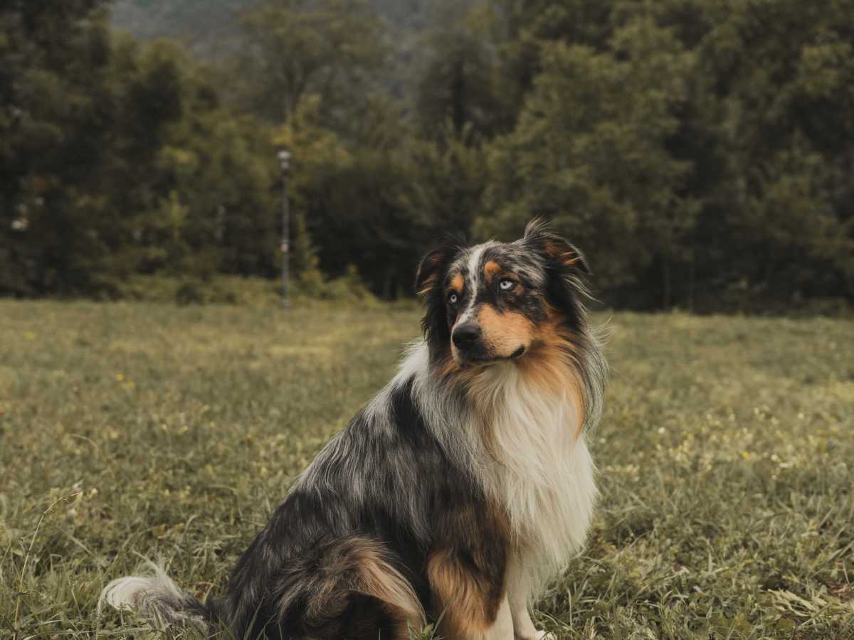 Il pelo di&nbsp;Fido