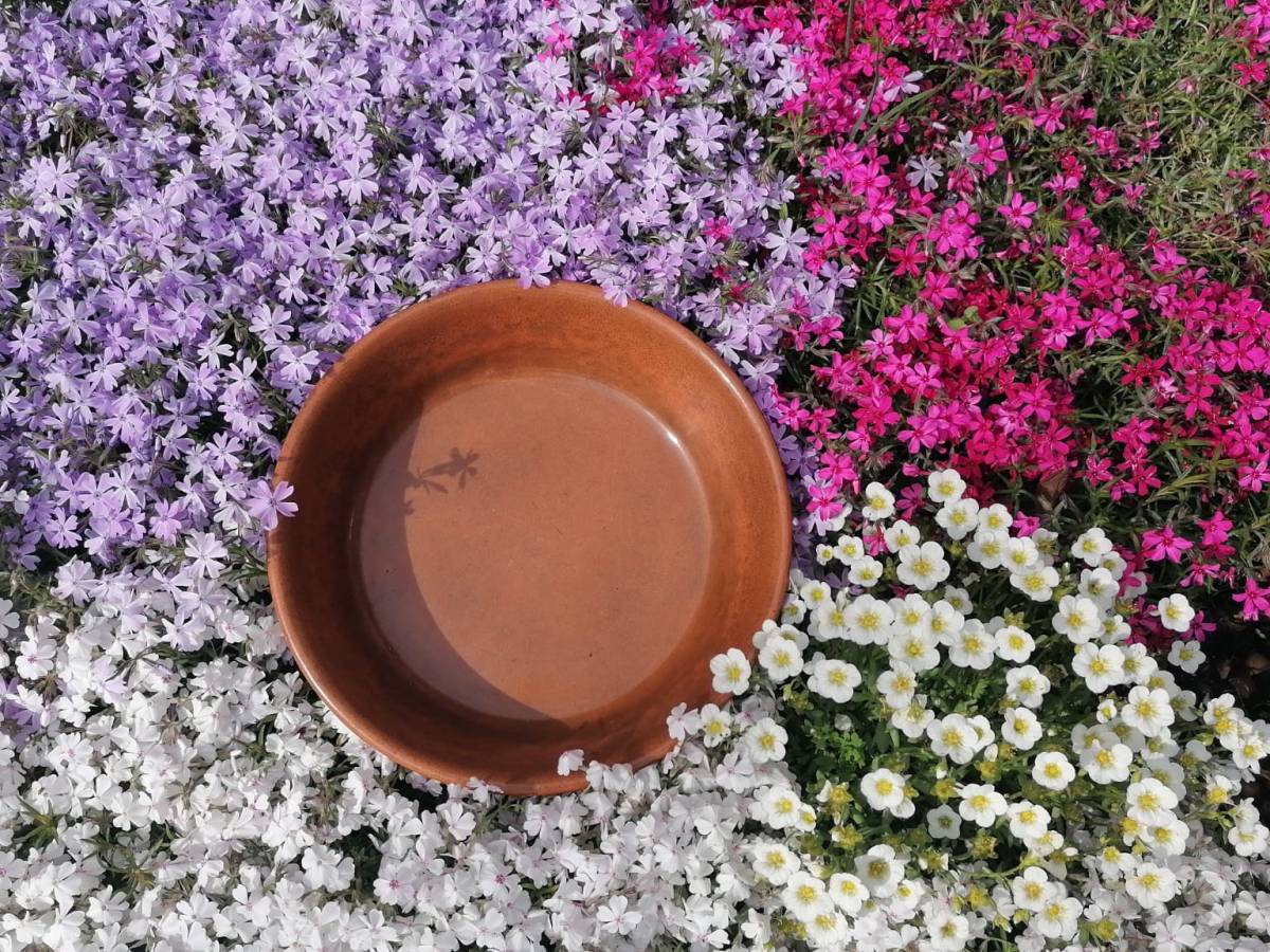 La sieta, un dolce&nbsp;antico